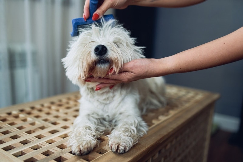 brushing maltese dog
