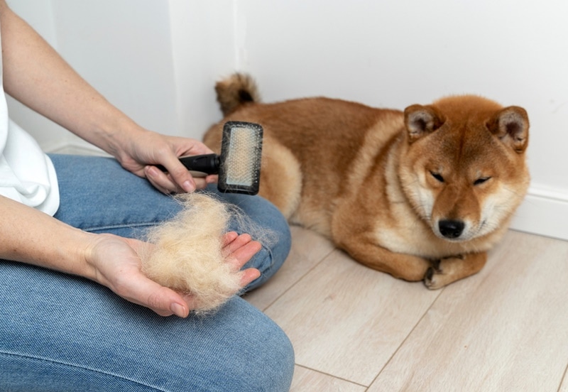 brushing shiba inu dog