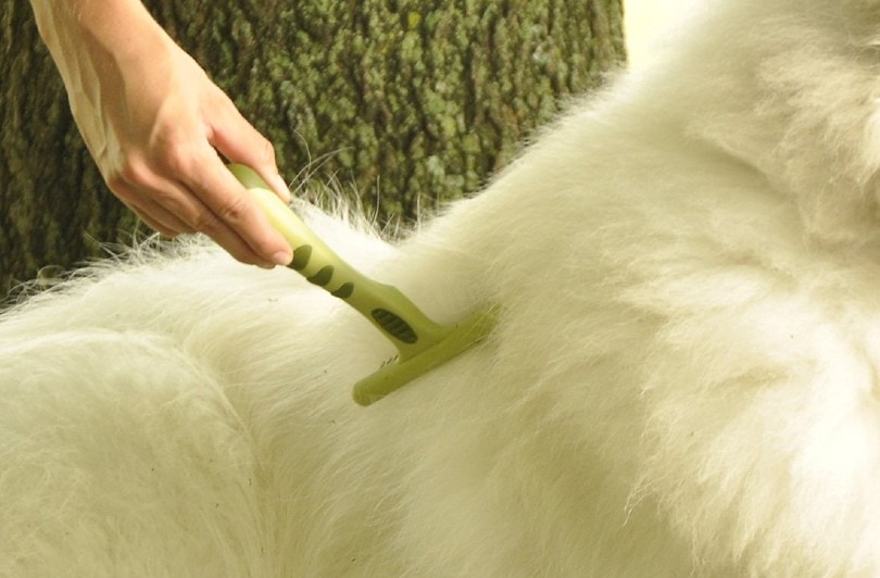 brushing white dog's fur