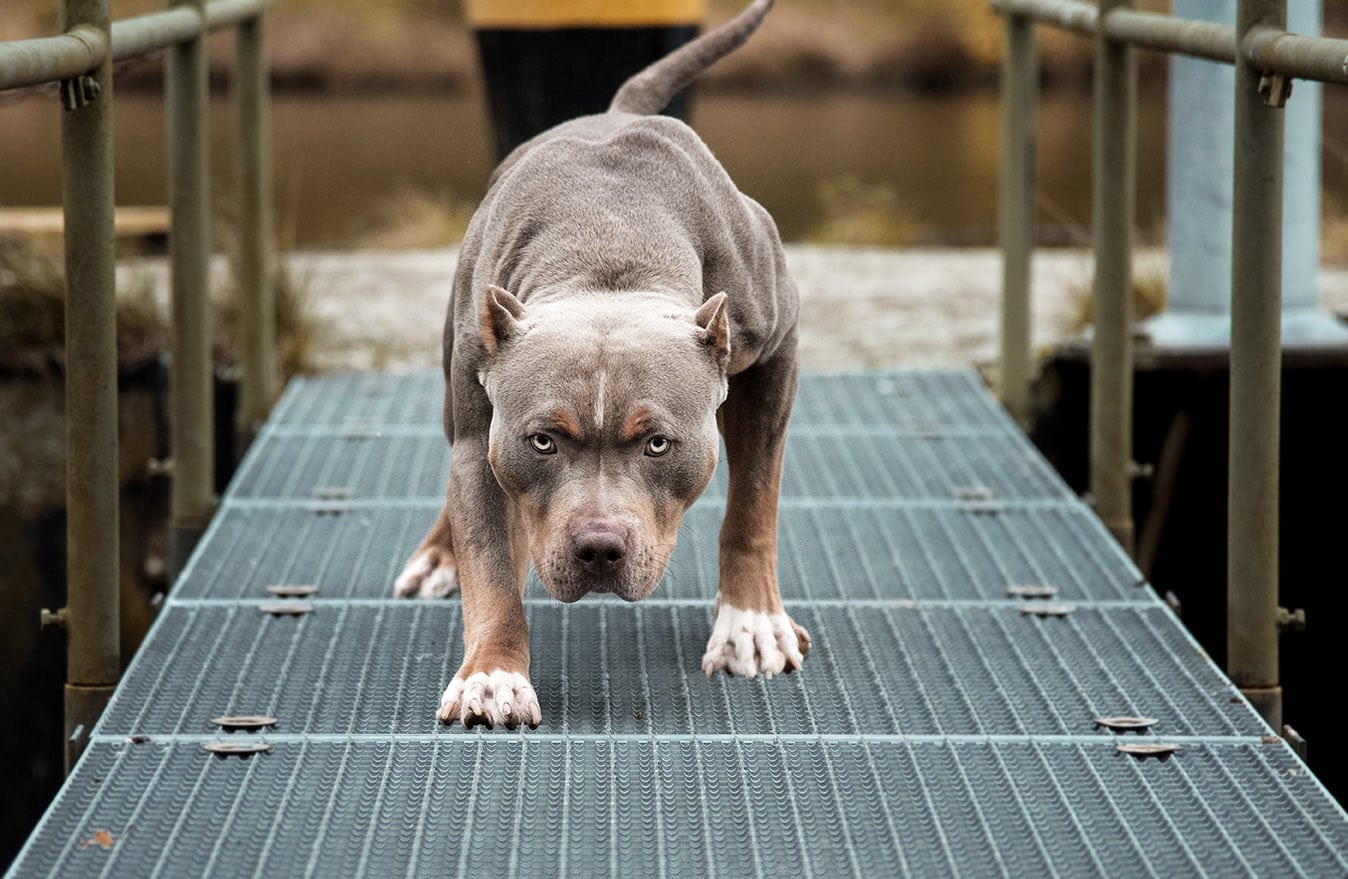 5 Different Types of Pit Bull Dog Breeds (with Pictures) – Dogster