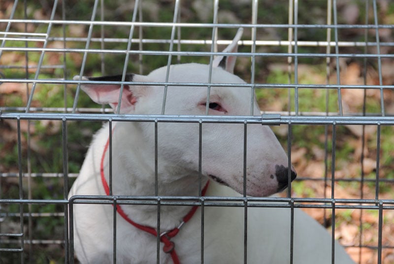 bull terrier dog in a crate or cage