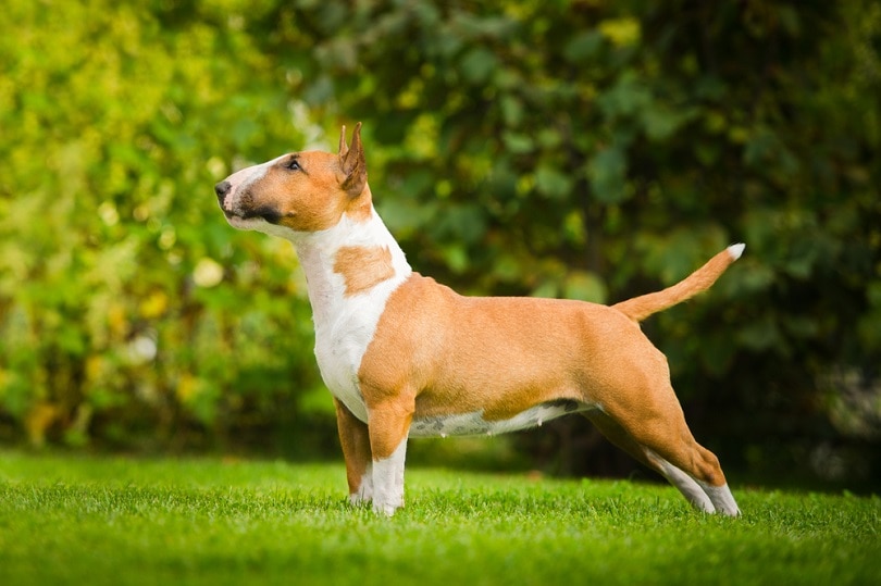 bull terrier dog standing on grass