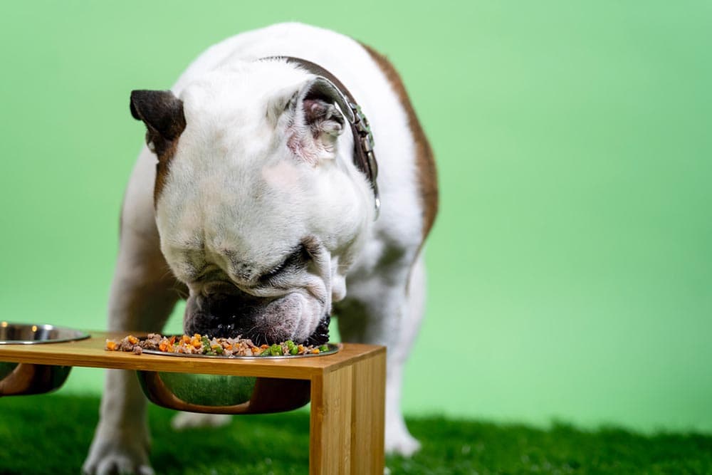 10 Best Fresh Dog Food Delivery Services in the UK in 2024 - Reviews ...