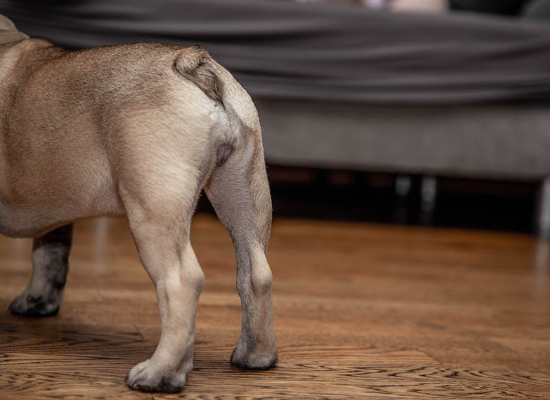 butt view of a French bulldog puppy