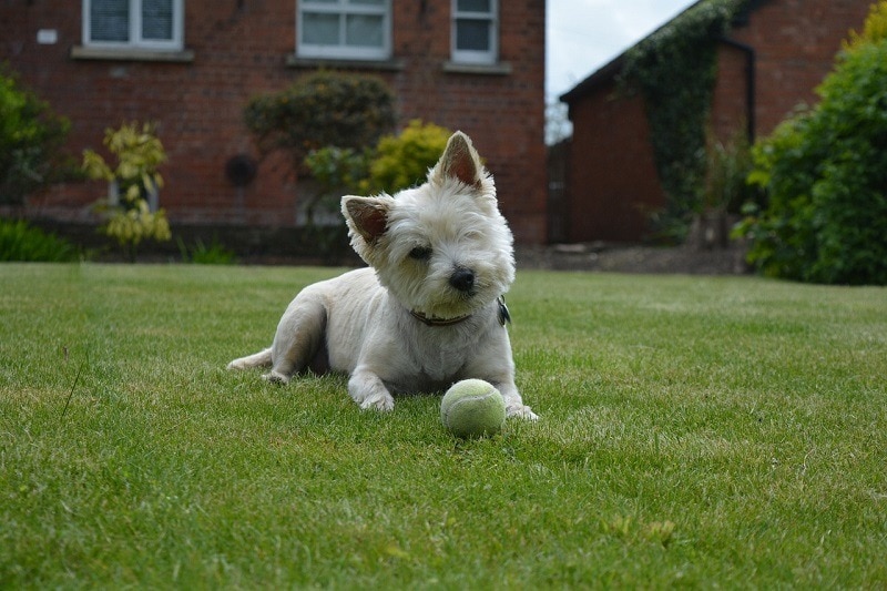 cairn terrier playing with a ball