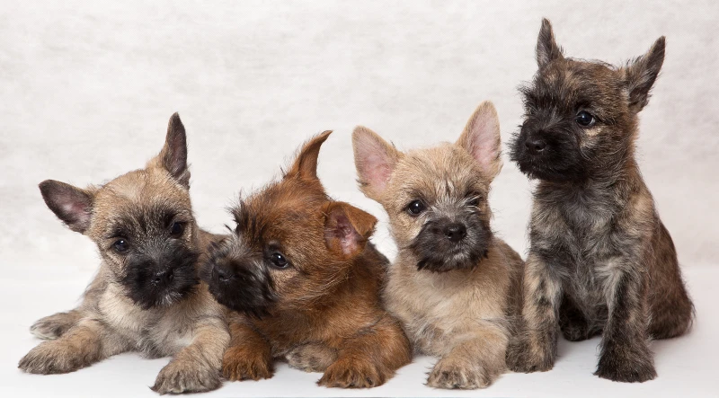 cairn terrier puppy dogs