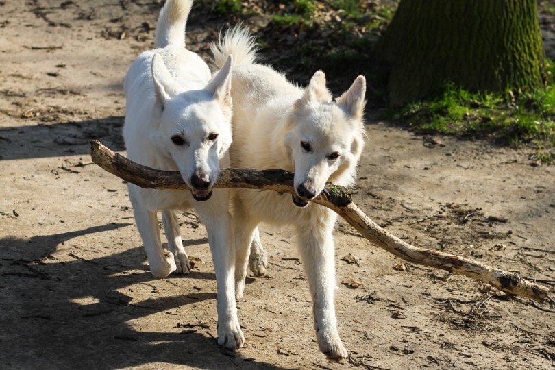 canaan dogs fetching a tree branch