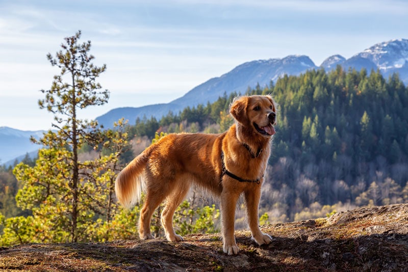 canadian golden retriever dog standing at a hill