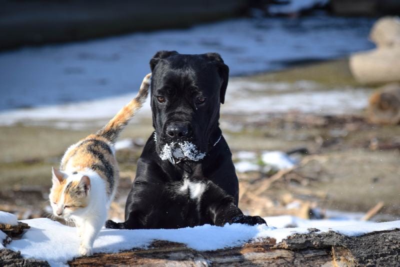 cane corso playing with a cat in the snow