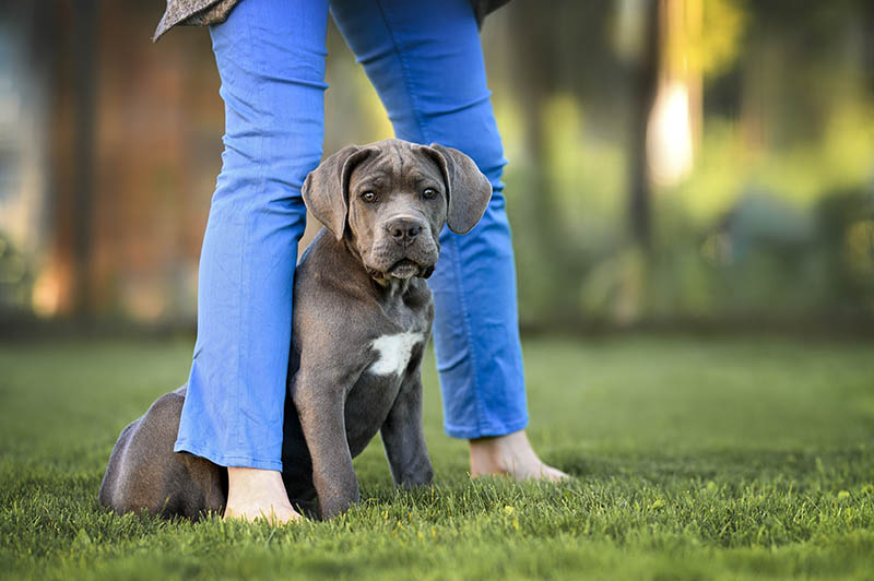 cane corso puppy sitting between ownerš legs outdoors