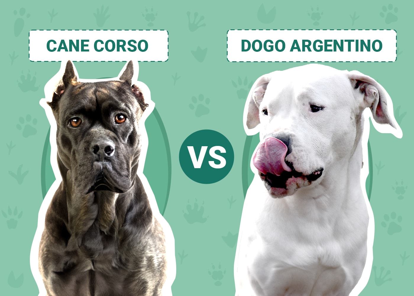 What makes a Dogo Argentino, From Lineage to Lifespan