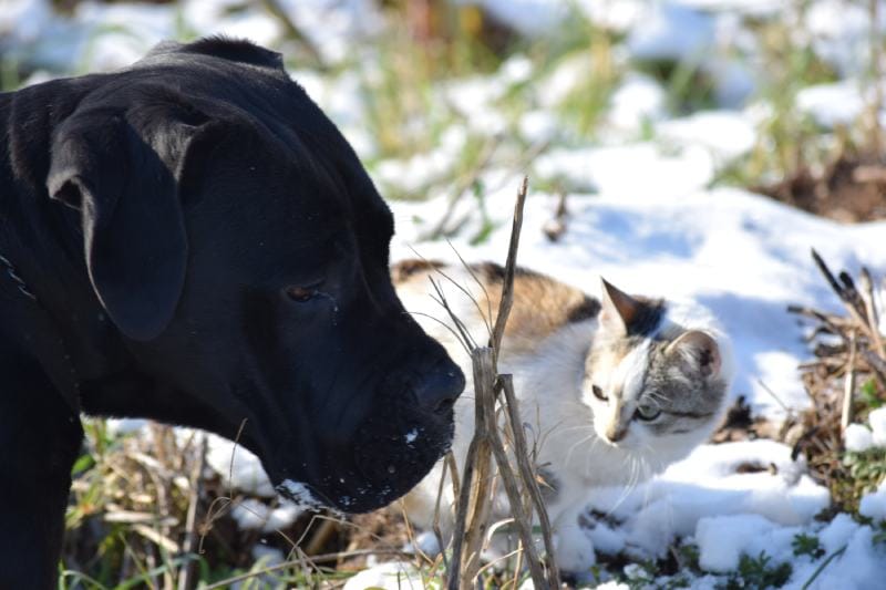 cane corso with a cat in the snow