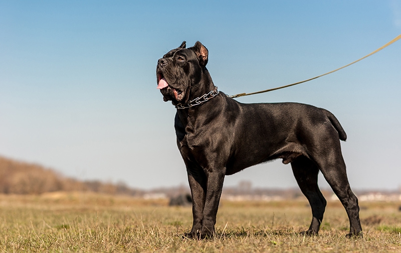 cane corso with collar and leash