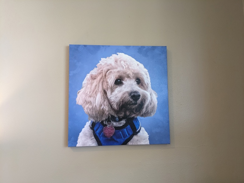 canvaspop pet portrait of tuggles