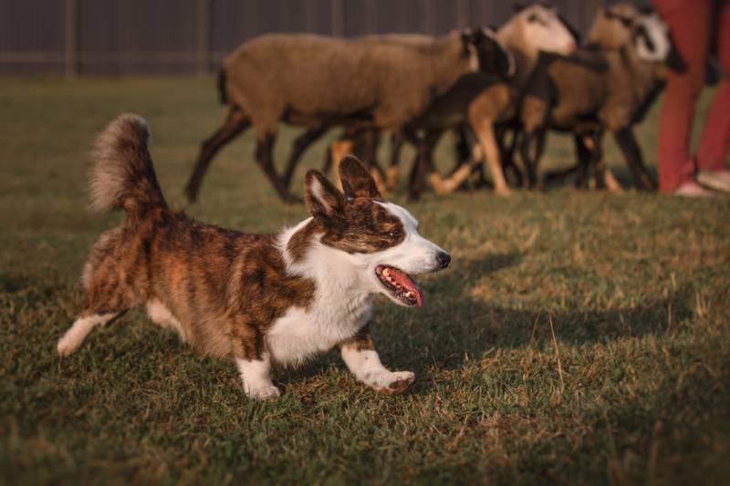 cardigan welsh corgi dog gathers the sheep together
