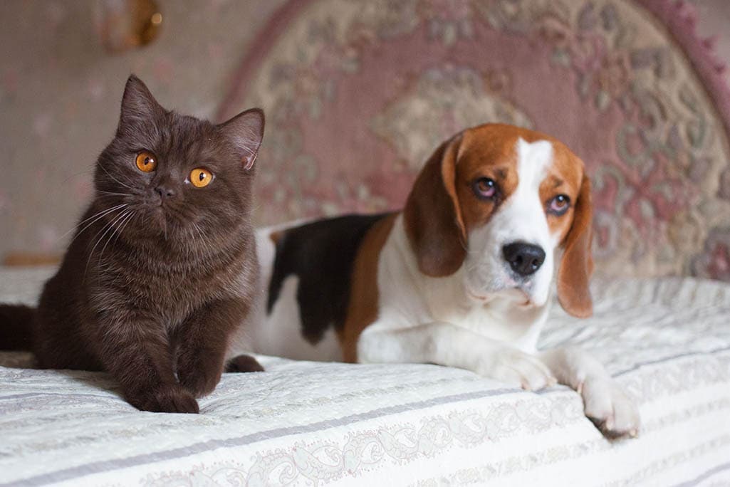 cat and beagle on the bed