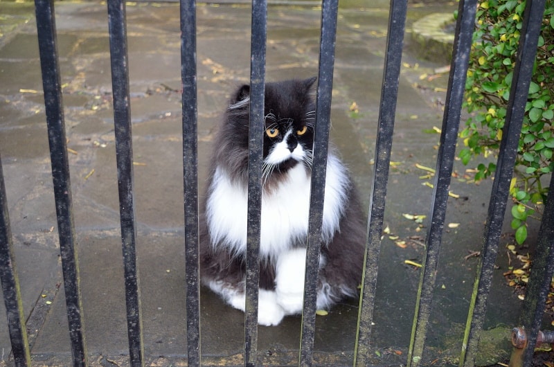 cat sitting near gate
