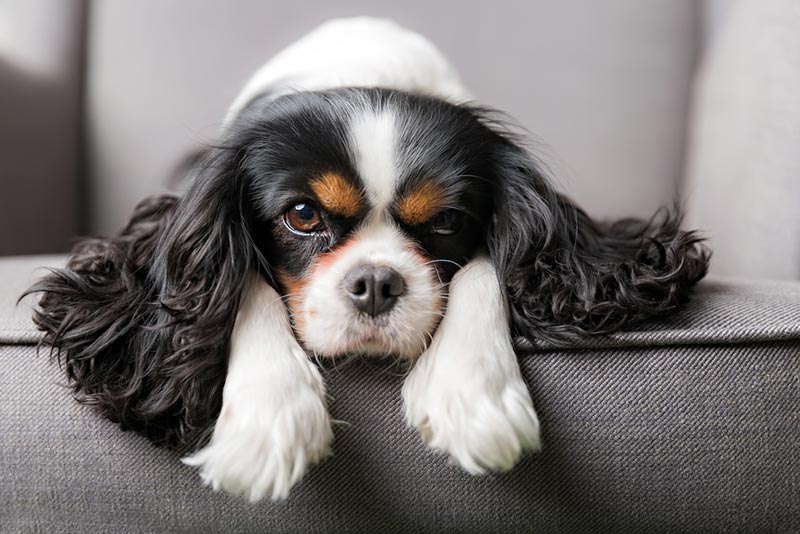 cavalier king charles spaniel dog lying on sofa