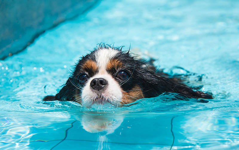 cavalier king charles spaniel swimming in the pool