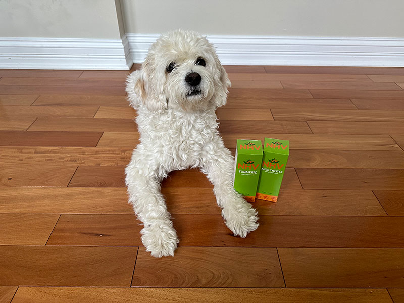 cavapoo dog and nhv turmeric and milk thistle supplements