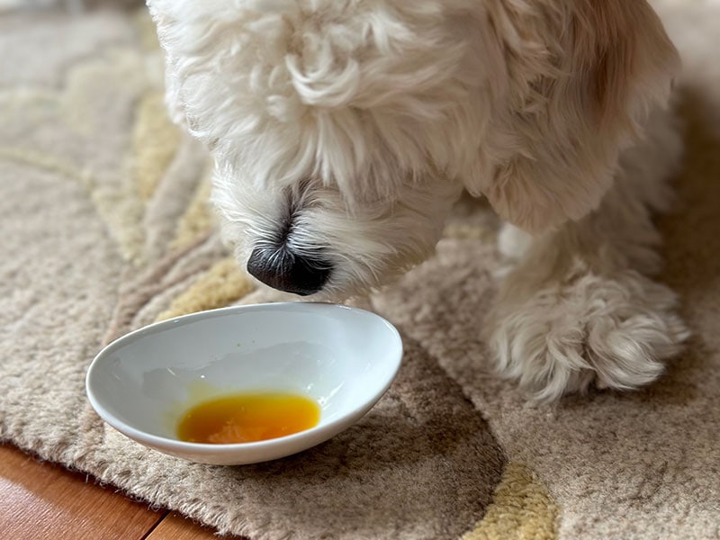cavapoo dog sniffing the nhv natural pet supplement