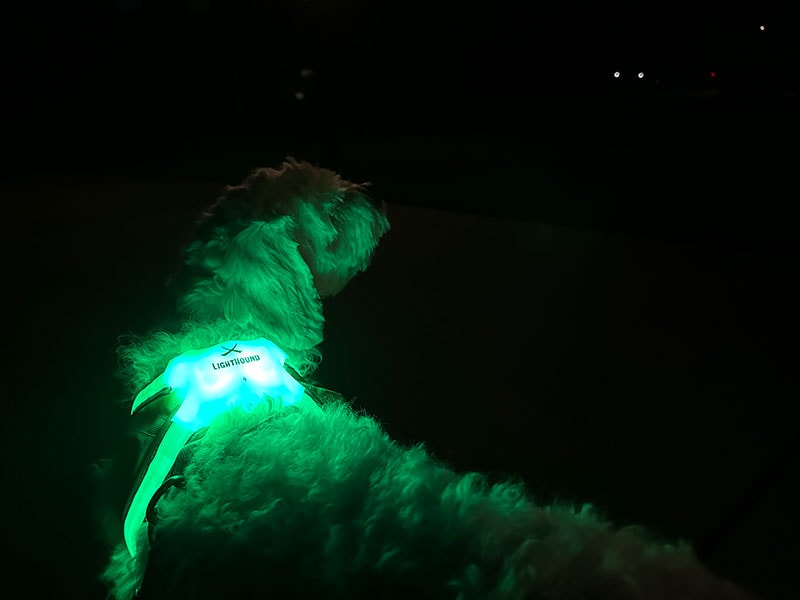 cavapoo dog wearing noxgear lighthound harness at night