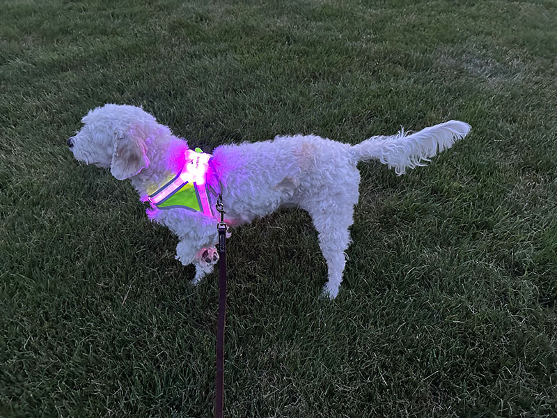 cavapoo dog wearing noxgear lighthound harness