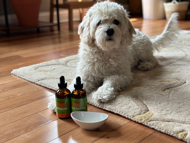 cavapoo dog with nhv natural pet supplements