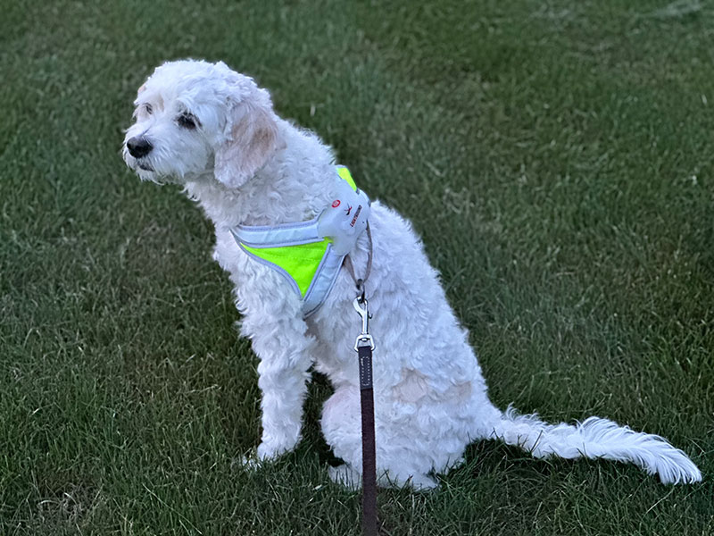 cavapoo dog with noxgear lighthound harness sitting on grass