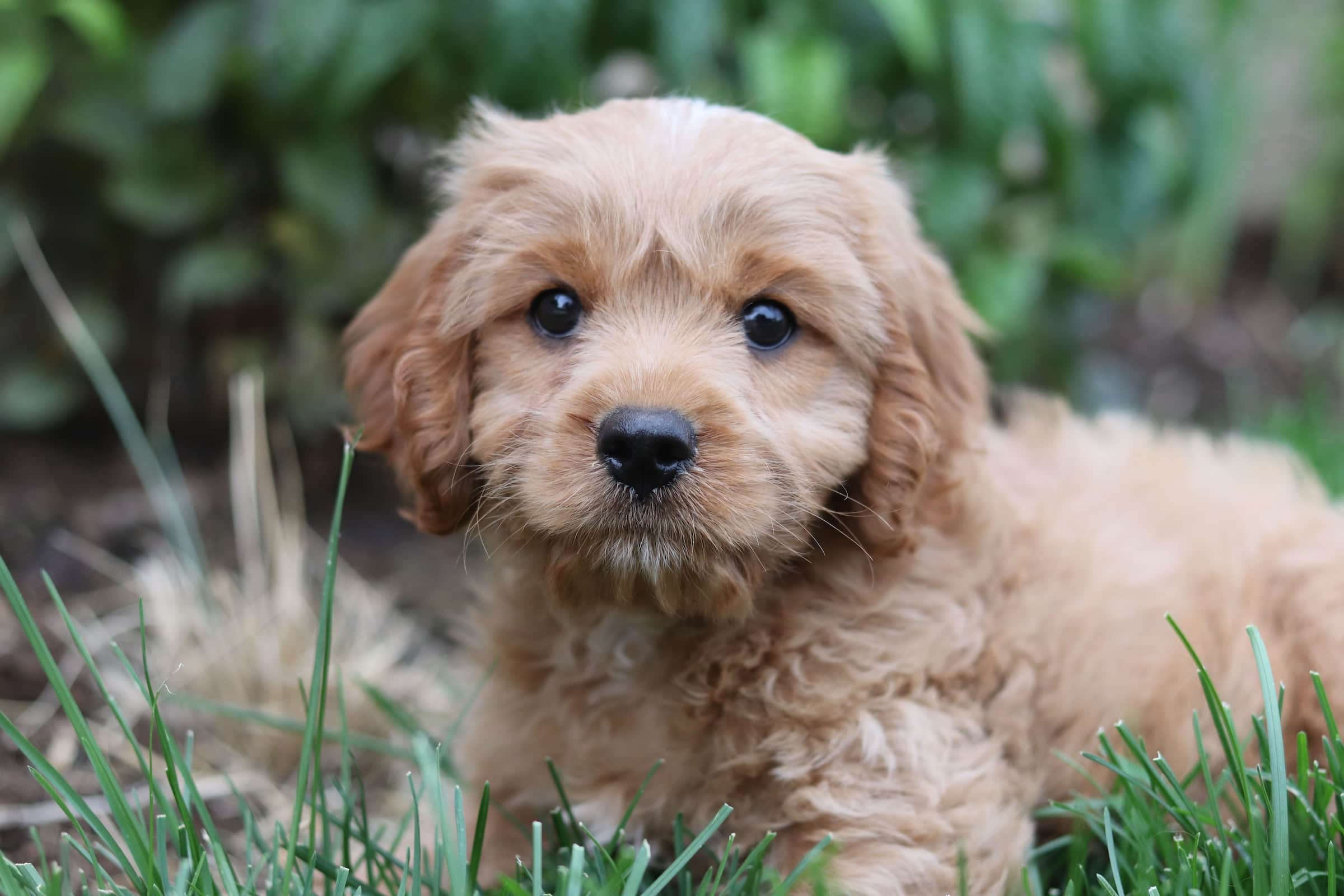cavapoo puppy on grass