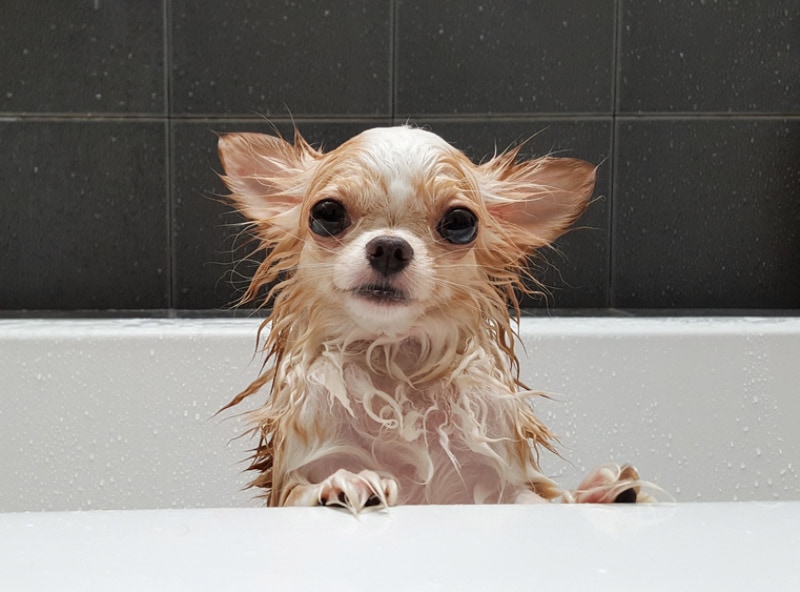 chihuahua dog getting a bath in the bathtub