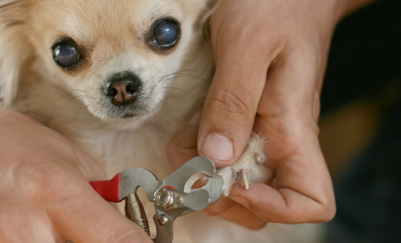 chihuahua having its claws clipped with dog nail clippers