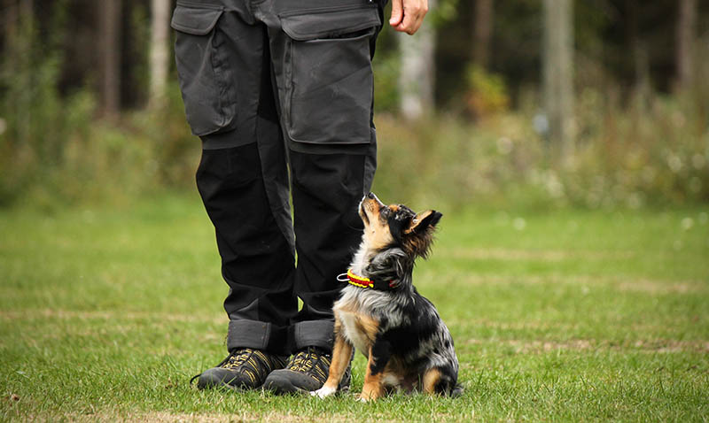 chihuahua ongoing training with its owner