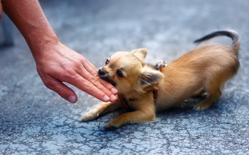 chihuahua puppy biting a person's hand