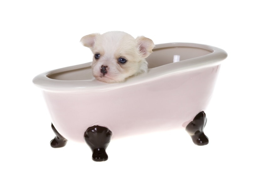 chihuahua puppy in bathtub