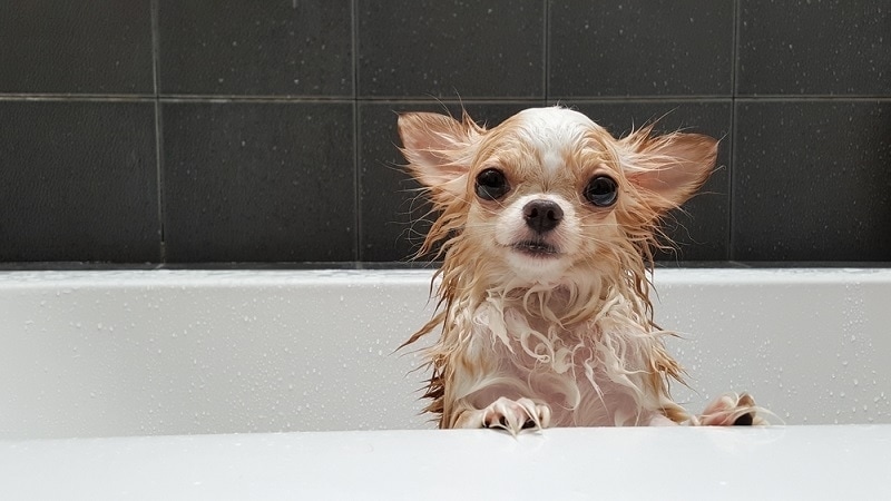 chihuahua taking a bath in the tub
