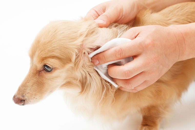 cleaning dachshund dog's ear with cotton pad