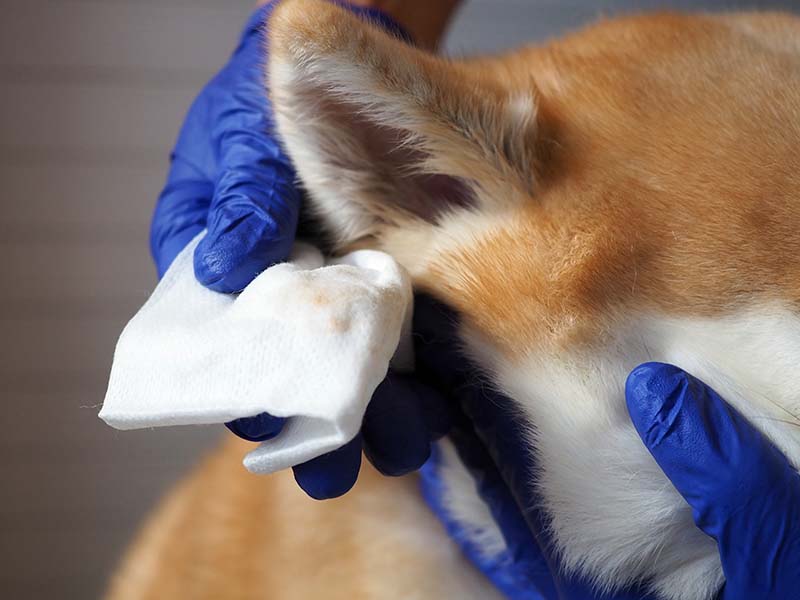 cleaning the ears of an Akita inu dog