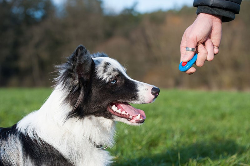 clicker training a border collie dog