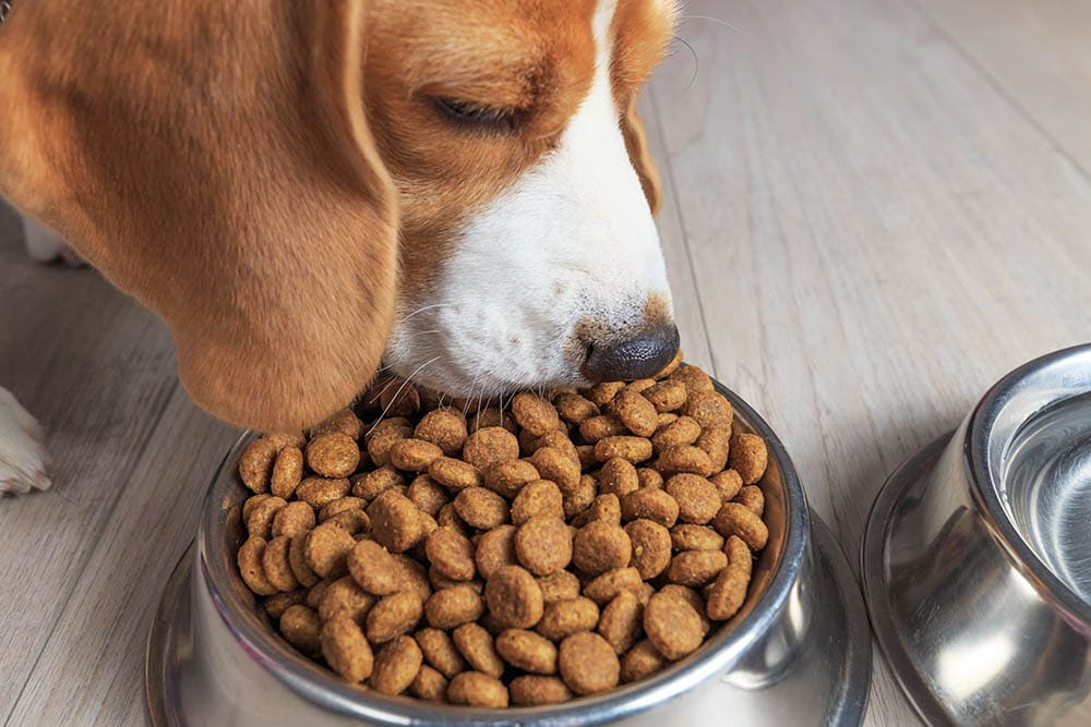 close up beagle dog eating