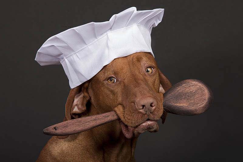 close up brown dog with chef hat and wooden spoon