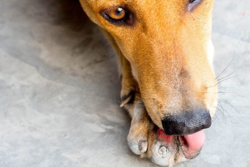 close up dog licking wound