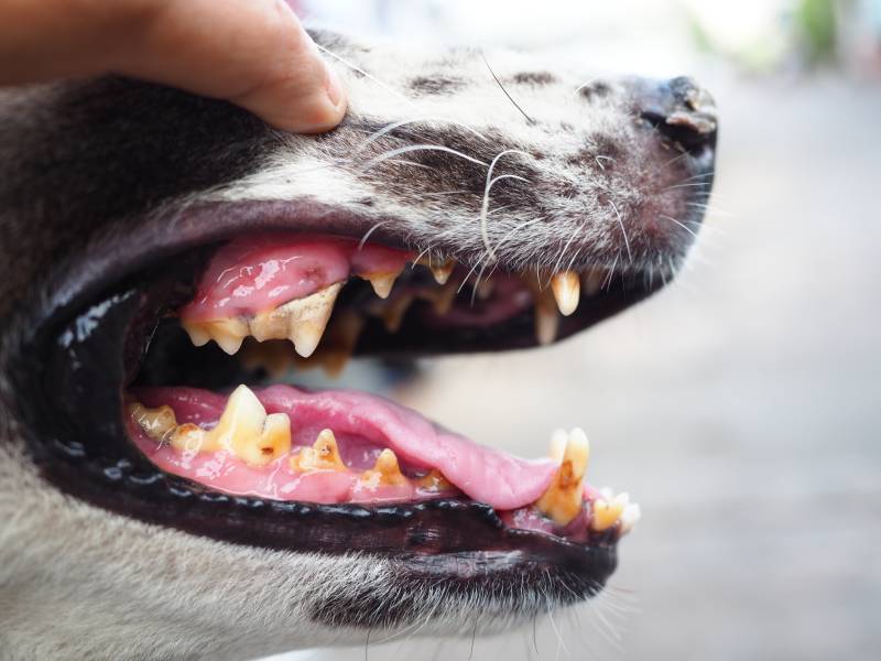 close up image of dog with oral cavity