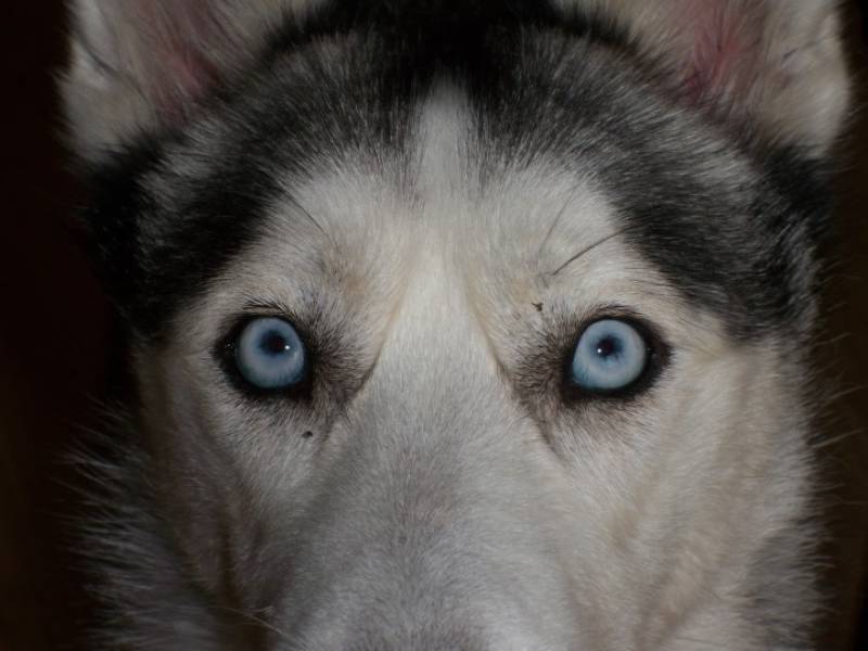 close up image of siberian husky dog corneal dystrophy