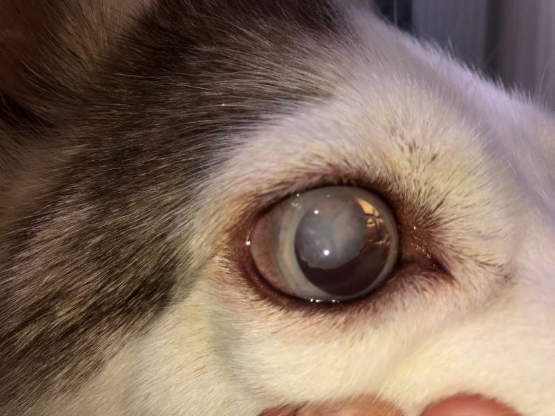 close up image of siberian husky dog with cataract