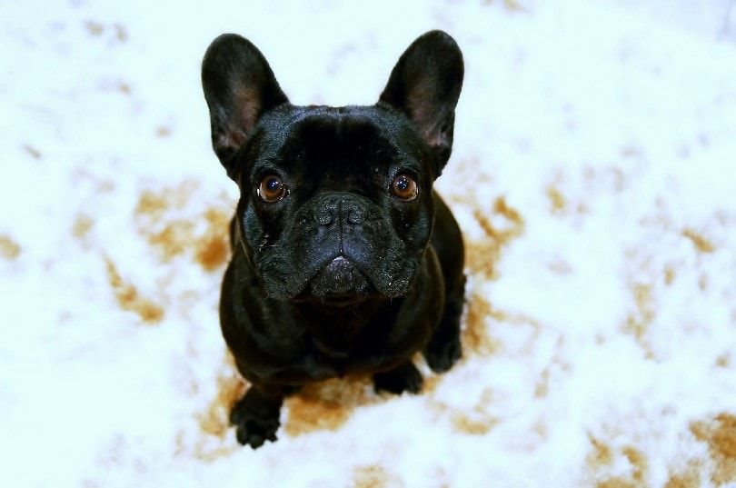 close up of a black french bulldog