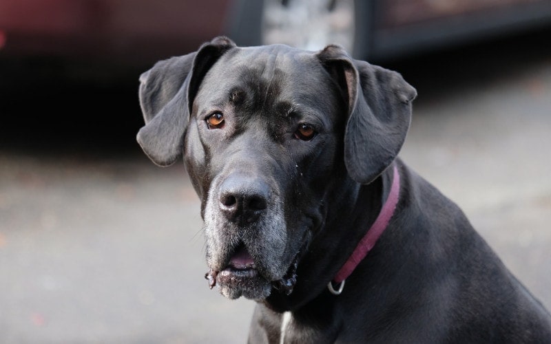 close up of a black great dane with its mouth partially open and drooling