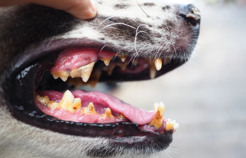close up of a dog's mouth showing cavity, gingivitis, and tooth decay