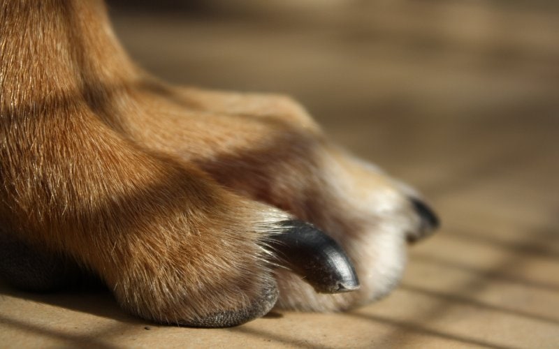 close up of a dog's paw and trimmed nails