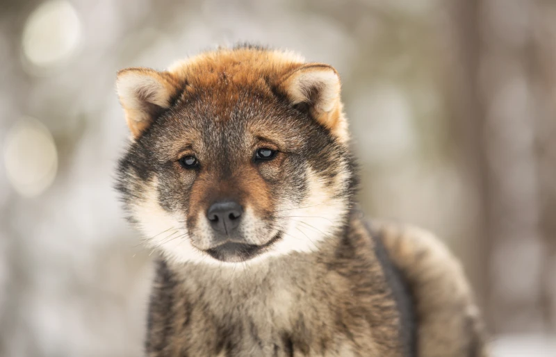close up of a shikoku puppy dog in winter